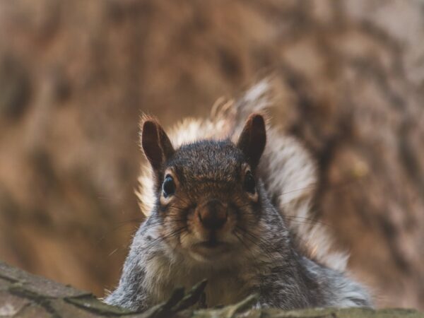 Photo Electric rodent