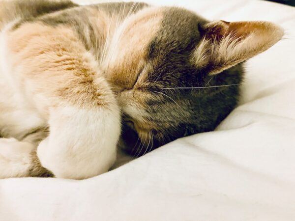 Photo Cats, Paws